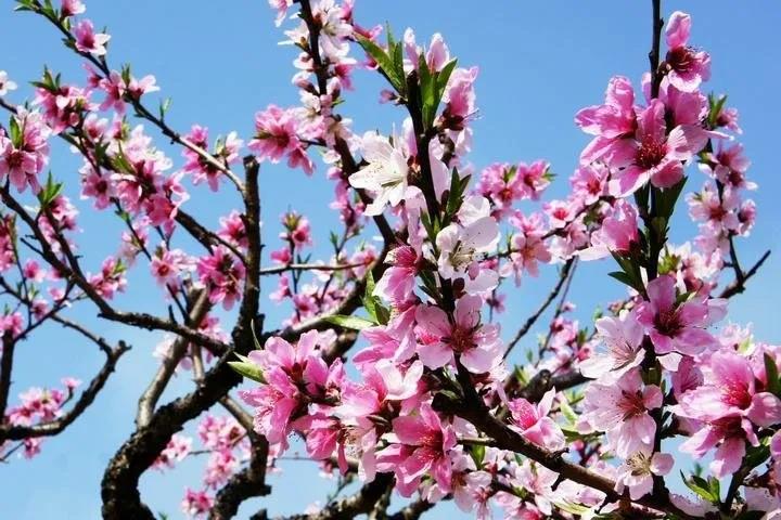 2020年三八妇女节，草莓视频下载免费不一样！