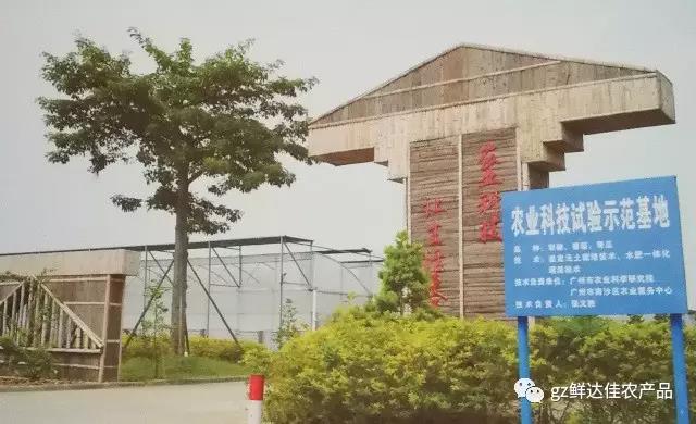 南沙农业生产草莓视频导航在线观看