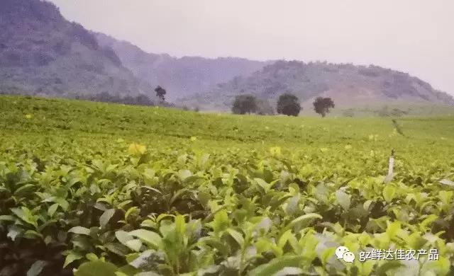 英德农业生产草莓视频导航在线观看